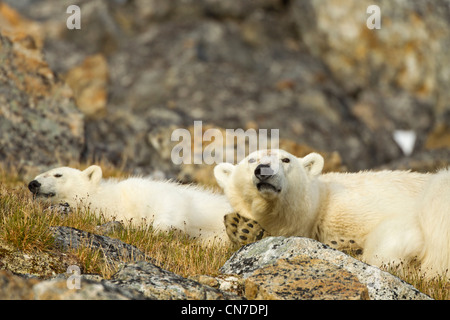 Norvegia Isole Svalbard, isola Spitsbergen, orso polare (Ursus maritimus) e cub di dormire sulla tundra Fuglefjorden sopra (Bird Fjord) Foto Stock