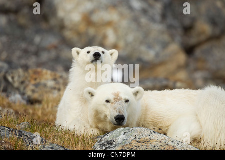 Norvegia Isole Svalbard, isola Spitsbergen, orso polare (Ursus maritimus) e cub in appoggio sulla tundra Fuglefjorden sopra (Bird Fjord) Foto Stock