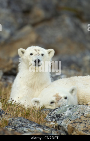 Norvegia Isole Svalbard, isola Spitsbergen, orso polare (Ursus maritimus) e cub in appoggio sulla tundra Fuglefjorden sopra (Bird Fjord) Foto Stock