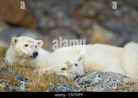 Norvegia Isole Svalbard, isola Spitsbergen, orso polare (Ursus maritimus) e cub in appoggio sulla tundra Fuglefjorden sopra (Bird Fjord) Foto Stock