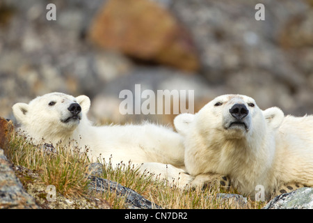 Norvegia Isole Svalbard, isola Spitsbergen, orso polare (Ursus maritimus) e cub in appoggio sulla tundra Fuglefjorden sopra (Bird Fjord) Foto Stock