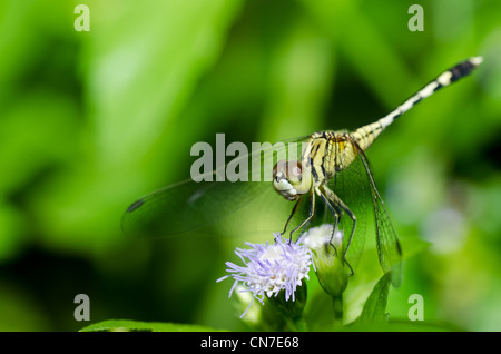 Dragonfly nel verde della natura o in giardino Foto Stock