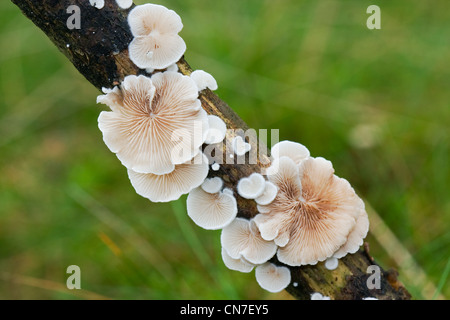 Split Gill (Schizophyllum comune) su un ramo morto. Foto Stock