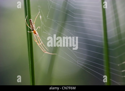 A lungo a ganasce orb weaver (Tetragnathidae) tessitura è web tra gli stocchi di Soft Rush (Juncus effusus). Foto Stock