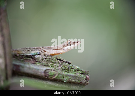 Anole lizard nella foresta pluviale nel Parco Nazionale di Soberania, Repubblica di Panama. Foto Stock