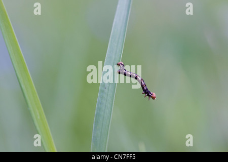 Caterpillar di piccole dimensioni di una falena, un chiazzato Umber inchworm (Erannis defoliaria), su un filo d'erba. Foto Stock