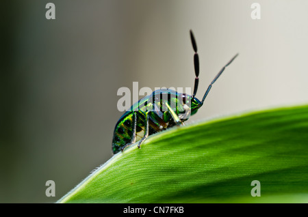 Gioiello beetle nel verde della natura o nella foresta Foto Stock