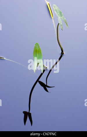 Foglie di Arrowhead (Sagittaria sagittifolia), riflessa nell'acqua. Foto Stock