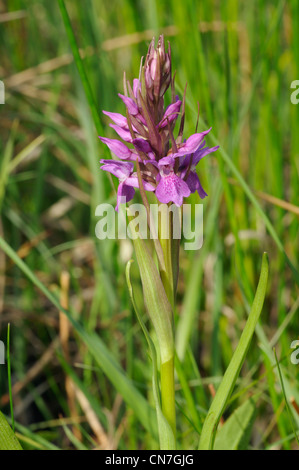 A stretta lasciava Marsh - orchidea Dactylorhiza traunsteineri Foto Stock