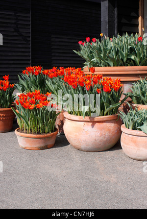 TULIPA ballerina. POT cresciuto tulipani. Foto Stock