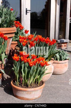 TULIPA ballerina. POT cresciuto tulipani. Foto Stock