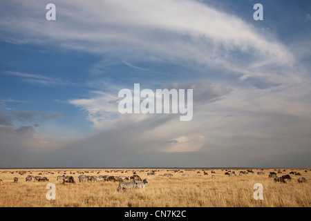 Zebra & GNU greggi durante la migrazione annuale sulle pianure del Serengeti Foto Stock