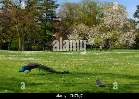 Francia, Parigi, Bois de Boulogne, Parc de Bagatelle, pavone Foto Stock