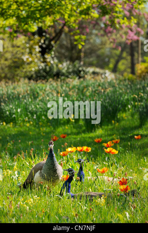 Francia, Parigi, Bois de Boulogne, Parc de Bagatelle, pavone Foto Stock