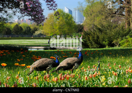 Francia, Parigi, Bois de Boulogne, Parc de Bagatelle, pavone Foto Stock