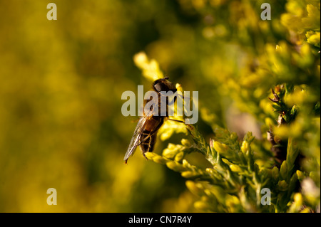 Bee wasp fly insetto Amlwch Anglesey North Wales UK Foto Stock