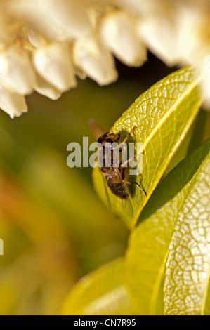 Bee wasp fly insetto Amlwch Anglesey North Wales UK Foto Stock