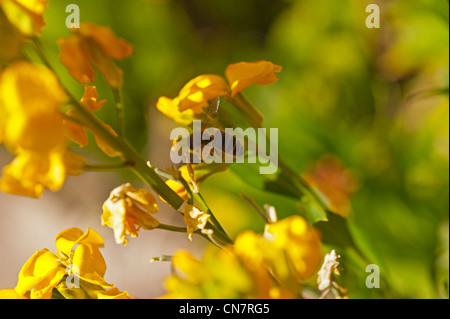 Bee wasp fly insetto Amlwch Anglesey North Wales UK Foto Stock