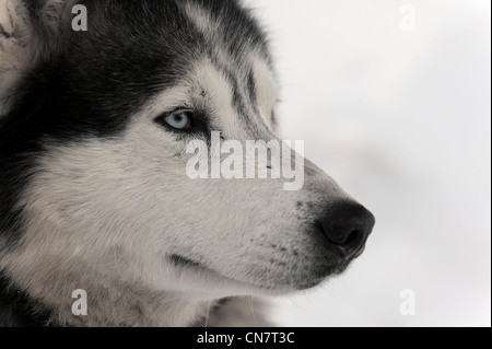 Francia, Haut Rhin, Vallee de Munster, cane Husky nella neve Foto Stock