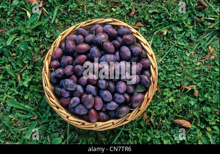 Francia, Haut Rhin, frutteto, prugna (Prunus domestica), varietà di Quetsche in un cestello, caduta Foto Stock