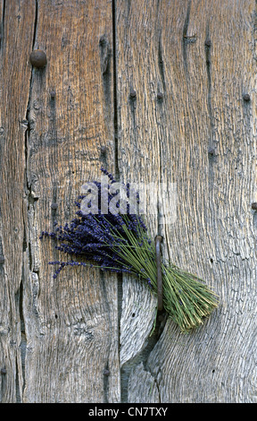 Francia, Alpes de Haute Provence, parco del Luberon, Simiane la Rotonde, un bouquet di fiori di lavanda su una porta, nel mese di luglio Foto Stock