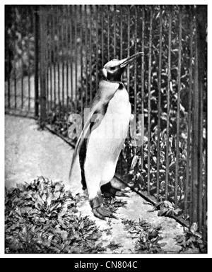 Pinguino al giardino zoologico animale 1900 Foto Stock