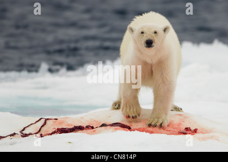 Norvegia Isole Svalbard, Nordaustlandet, orso polare (Ursus maritimus) alimentazione sulla sanguinosa rimane del barbuto kill di tenuta su ghiaccio floe Foto Stock