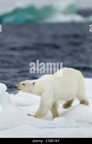 Norvegia Isole Svalbard, Nordaustlandet, orso polare (Ursus maritimus) Passeggiate sul ghiaccio in fusione floe sulla serata estiva Foto Stock