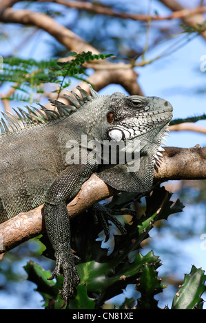 Francia, Guadalupa (Indie occidentali francesi), Les Saintes, Terre de Haut, Minor Antillean (Iguana iguana delicatissima) in appoggio sul Foto Stock