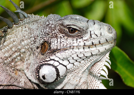 Francia, Guadalupa (Indie occidentali francesi), Les Saintes, Terre de Haut, Minor Antillean (Iguana iguana delicatissima) in appoggio sul Foto Stock