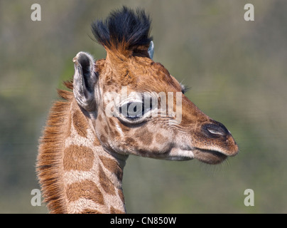 Giraffa Rothschild polpaccio (giraffa camelopardarlis) Foto Stock