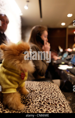 Stati Uniti, New York City Manhattan Midtown, Muse Hotel, addetto alla reception con il suo animale domestico, 130 W 46th Street Foto Stock