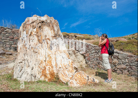 Grèce, nord est delle isole del Mar Egeo, Lesbo island, la Foresta Pietrificata Foto Stock