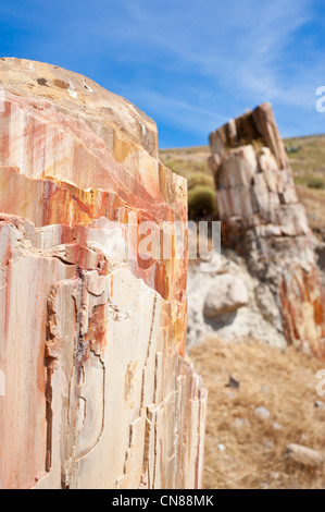 Grèce, nord est delle isole del Mar Egeo, Lesbo island, la Foresta Pietrificata Foto Stock