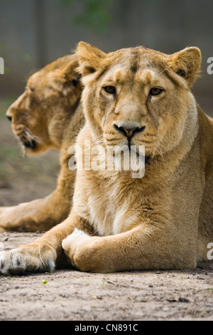 Asian Lions - Panthera leo persica Foto Stock