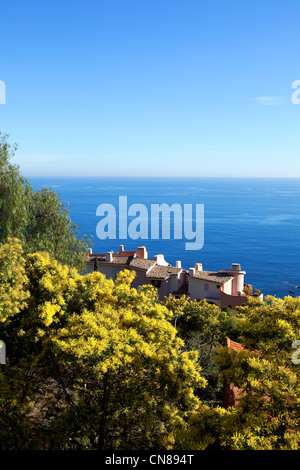 Francia, Alpes Maritimes, Theoule sur Mer, Mimosa in fiore Foto Stock