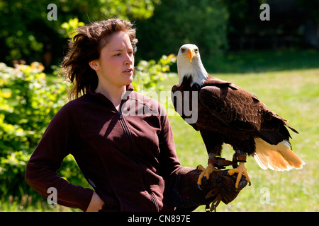 Francia, Yvelines, Rambouillet, Fauna selvatica in Espace Rambouillet, donna con un aquila calva (Haliaeetus leucocephalus) Foto Stock