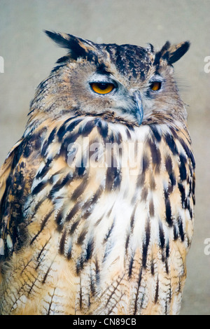 Gufo reale - Bubo bubo Foto Stock