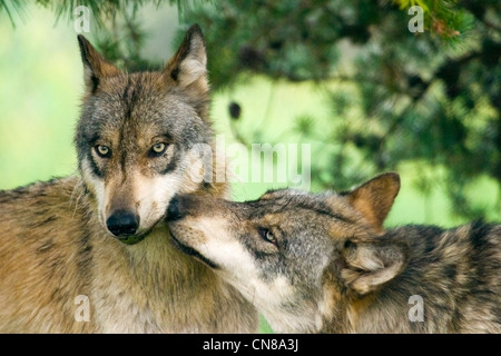 Lupi grigi - Canis lupus, STATI UNITI D'AMERICA Foto Stock