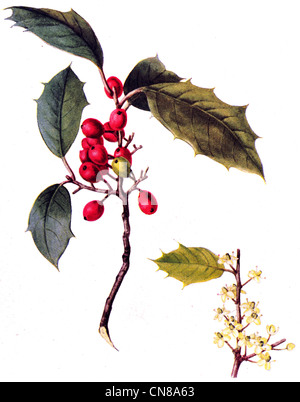 Pubblicato per la prima volta 1915 American Holly Ilex opaca Foto Stock