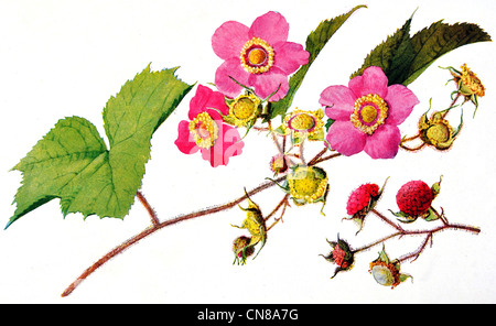 Pubblicato per la prima volta 1915 viola fioritura Rasberry Rubus odoratus Foto Stock