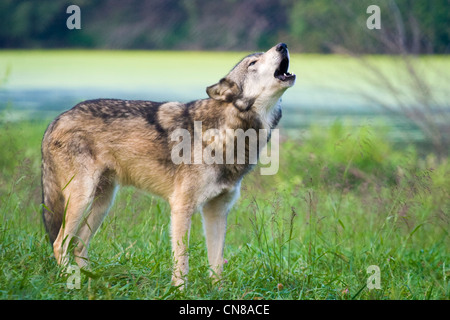 Gray Wolf urlando - Canis lupus, STATI UNITI D'AMERICA Foto Stock