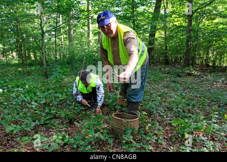 Francia, Bas Rhin, ricerca tromba della morte, anche chiamato black chanterelle, nero tromba (Craterellus cornucopioides) Foto Stock