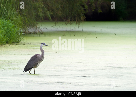 Heron - grande uccello di Heron blu - Ardea herodias Foto Stock