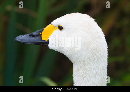 Il Bewick's Swan si avvicina alla testa e alla fattura Foto Stock