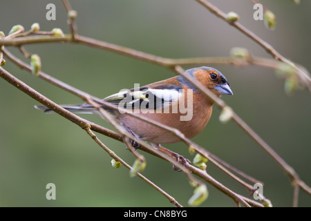 (Fringuello Fringilla coelebs) maschio tra i rami in primavera Foto Stock
