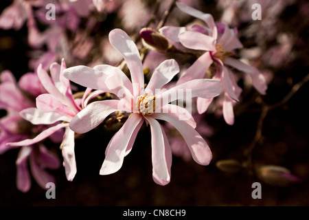 Magnolia stellata tree. Bella rosa in erba a fioritura primaverile albero nella luce del sole. Foto Stock