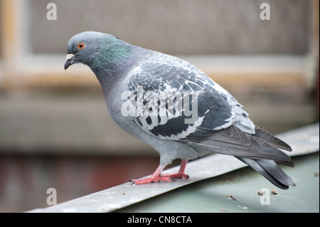 Una colomba di roccia o rock pigeon sorge su un tetto alto guardando verso il basso. Foto Stock