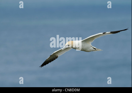 Adulto gannett innalza sul mare blu Foto Stock