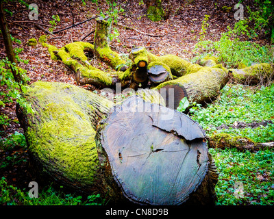 Abbattuto tronchi di quercia nel bosco denominato in Dingle Lumb Brook Valley, Appleton, Warrington, Cheshire, Inghilterra Foto Stock